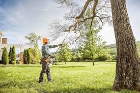 Best Palm Tree Trimming  in Winnfield, LA