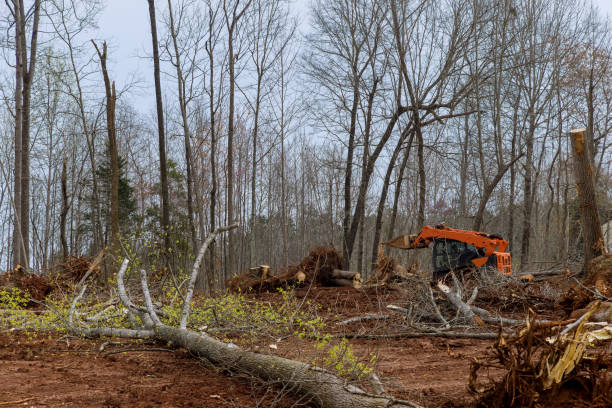 Best Hazardous Tree Removal  in Winnfield, LA