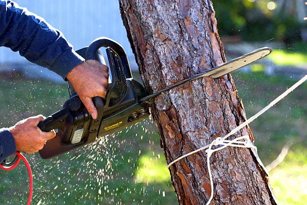 Best Fruit Tree Pruning  in Winnfield, LA