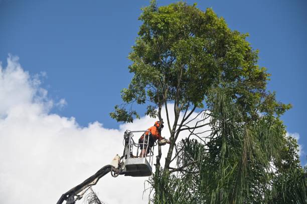 Best Lot and Land Clearing  in Winnfield, LA