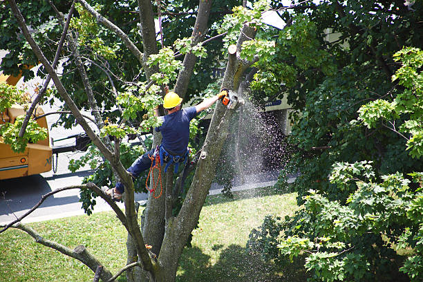 How Our Tree Care Process Works  in  Winnfield, LA