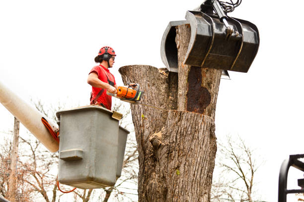 Best Tree Cabling and Bracing  in Winnfield, LA